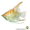 Pterophyllum scalare 'Manacapuru Albino' Manacapuru-Rotrückenskalar Albino
