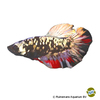Betta splendens 'Plakat Avatar' Kampffisch Plakat Avatar