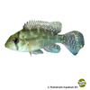 Gymnogeophagus labiatus Dicklippiger Erdfresser