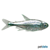 Hemigrammus rodwayi Messingsalmler