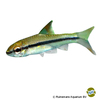 Enteromius prionacanthus Vollstreifenbarbe