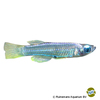 Poropanchax stigmatopygus Schwarzfleck-Leuchtaugenfisch