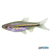 Rasbora paucisqualis Halbstreifenbärbling