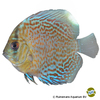 Symphysodon aequifasciatus var. Diskus Leopard Snakeskin