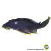 Hypostomus sp. 'L360' Gelbflossen-Harnischwels L360