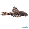 Peckoltia sp. 'L230' Imitator-Zwergschilderwels L230