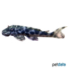 Peckoltia sp. 'L072' Tocantins-Peckoltia L72