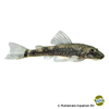 Parotocinclus cearensis Ceara-Ohrgitterwels