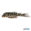Parancistrus nudiventris Peppermit Pleco