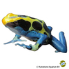 Dendrobates tinctorius 'Patricia' Färberfrosch Patricia