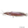 Clarias fuscus Hongkong-Kiemensackwels