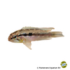 Apistogramma sp. ‘Gill-spot’ Kiemenfleck-Apistogramma