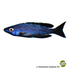 Cyprichromis leptosoma 'Kitumba' Kärpflingscichlide-Kitumba