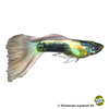 Poecilia reticulata var. Guppy Tuxedo Platin