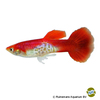 Poecilia reticulata var. Guppy Snakeskin Flamingo Rot