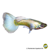 Poecilia reticulata var. Guppy Luminous Weiß