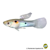 Poecilia reticulata 'Rio Tocantins' Rio Tocantins-Guppy