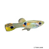 Poecilia obscura Oropuche-Guppy
