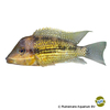Geophagus sp. 'Alto Sinu' Alto Sinu-Erdfresser