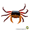 Lepidothelphusa menneri Borneo Regenbogenkrabbe