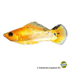 Poecilia latipinna var. Molly Lemon Head