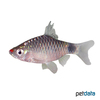 Pethia erythromycter Lippenstift-Barbe