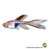 Trigonostigma heteromorpha 'Longfin' Keilfleckbärbling Longfin