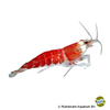 Caridina logemanni 'Super Crystal Red Santa' Super Crystal Red Santa Garnele