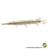 Lepisosteus platyrhincus 'Albino' Florida-Knochenhecht Albino