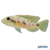 Chromidotilapia kingsleyae Kingsleys Prachtbarsch