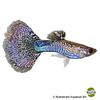 Poecilia reticulata var. Guppy Mosaik Grün