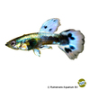 Poecilia reticulata var. Guppy Dumbo Ear Purlple Mosaic