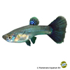 Poecilia reticulata var. Guppy Blue Grass ♀