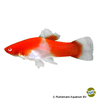 Xiphophorus hellerii var. Schwertträger Koi Red Eye