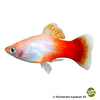 Xiphophorus maculatus var. Platy Peppermint