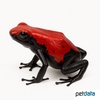 Adelphobates galactonotus 'Red' Gesprenkelter Baumsteiger Rot
