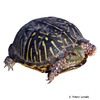 Terrapene ornata Schmuck-Dosenschildkröte