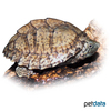 Sternotherus carinatus Dach-Moschusschildkröte