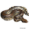 Python breitensteini Borneo-Kurzschwanzpython