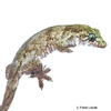 Gehyra marginata Molukken-Gecko