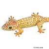 Gekko gecko Tokeh-Albino
