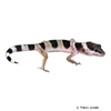 Eublepharis macularius var. Leopardgecko-Farbform
