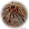 Grammostola rosea Rote Chile-Vogelspinne