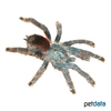 Avicularia metallica Guyana Rotfuß-Vogelspinne