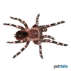 Acanthoscurria theraphosoides Brasilianische Schmuck-Vogelspinne