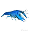 Procambarus alleni Floridakrebs Blau