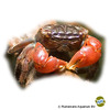Parasesarma bidens Rotscheren-Krabbe
