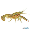 Procambarus fallax Everglades Sumpfkrebs