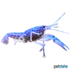 Procambarus clarkii Louisiana-Flusskrebs Blue