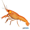Procambarus clarkii Louisiana-Flusskrebs Orange